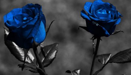 Blue Flowers