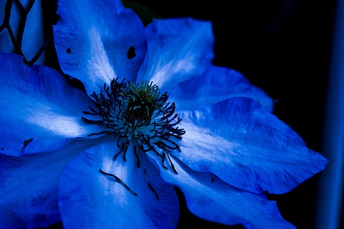 Blue Flower